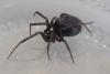 Steatoda grossa